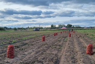 В Архангельской области началась уборка картофеля