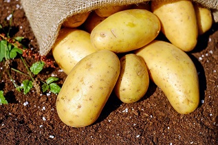 К 2026 году Архангельская область планирует значительно увеличить объемы производства семенного и продовольственного картофеля