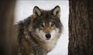 В СНТ «Ягодник» организовано дежурство для отлова волка