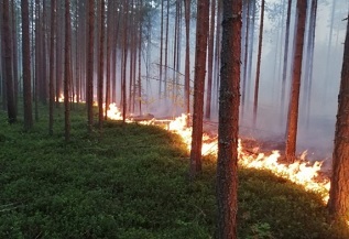 Пожарная безопасность в лесу