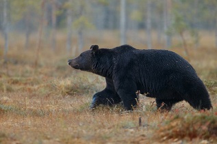 Осторожно, медведь!